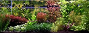 Here & Now - Aqua Plants Hub
