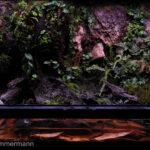 舒适的森林, Shūshi de sēnlin "Cozy Forest" - 舒适的森林, Shūshi de sēnlin “Cozy Forest” - Aqua Plants Hub