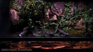舒适的森林, Shūshi de sēnlin "Cozy Forest" - 舒适的森林, Shūshi de sēnlin “Cozy Forest” - Aqua Plants Hub