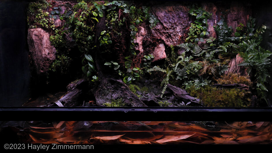 舒适的森林, Shūshi de sēnlin "Cozy Forest" - 舒适的森林, Shūshi de sēnlin “Cozy Forest” - Aqua Plants Hub