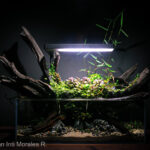 New hope - Aqua Plants Hub