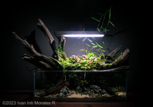 New hope - Aqua Plants Hub