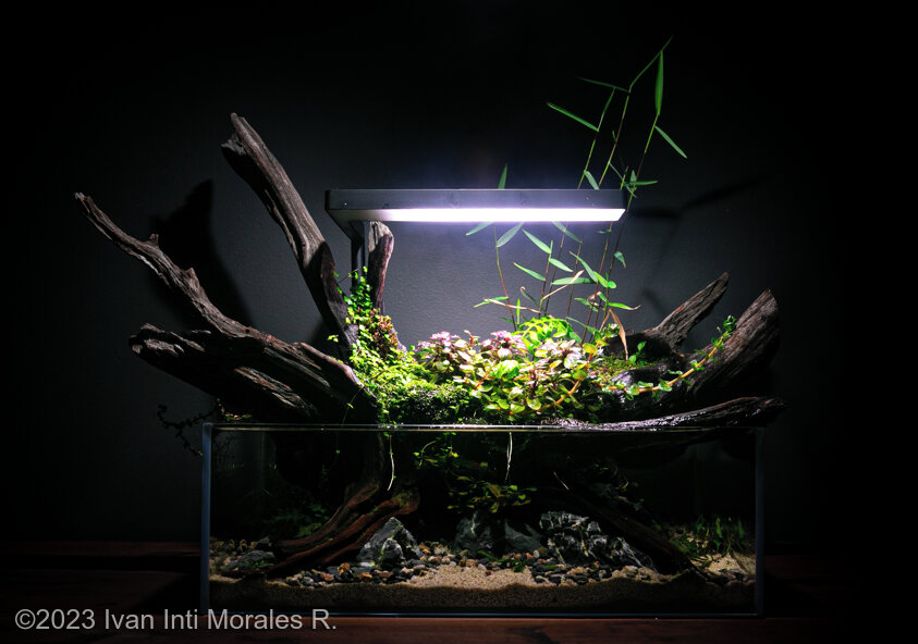 New hope - Aqua Plants Hub