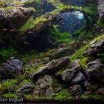 HIBERNATION - Aqua Plants Hub