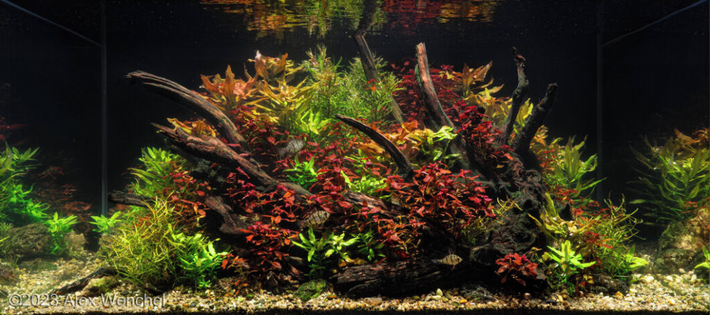 Reflections of Ludwigia - Aqua Plants Hub