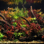 Reflections of Ludwigia - Aqua Plants Hub