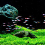 Peaceful - Peaceful (AGA 2023 #751) - Aqua Plants Hub