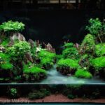 In the embrace of the mist - Aqua Plants Hub