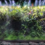 In the jungle - Aqua Plants Hub