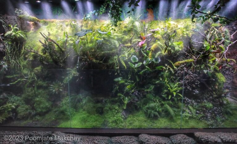 In the jungle