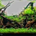 ದಂಡಕಾರಣ್ಯ ( The forest of Dandaka) - Aqua Plants Hub