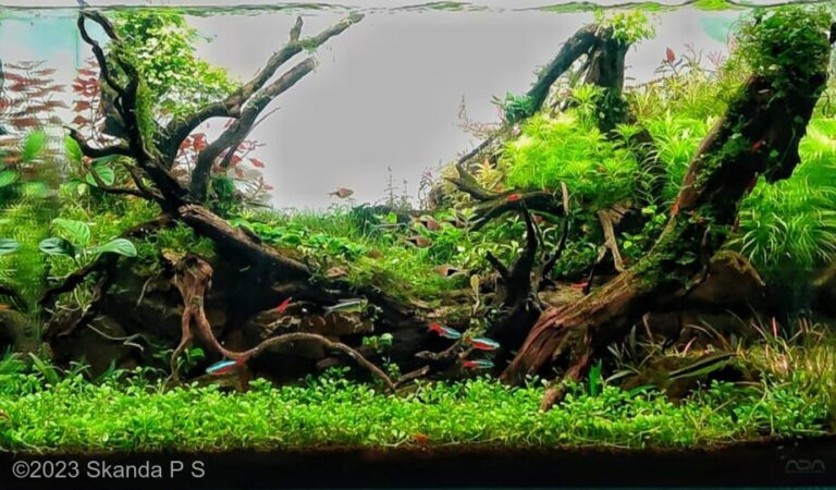 ದಂಡಕಾರಣ್ಯ ( The forest of Dandaka)
