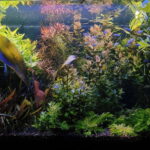 Deen Amma Jeevitam - Aqua Plants Hub
