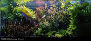 Deen Amma Jeevitam - Aqua Plants Hub