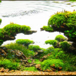 Nature shaped by the wind - Aqua Plants Hub