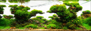 Nature shaped by the wind - Aqua Plants Hub