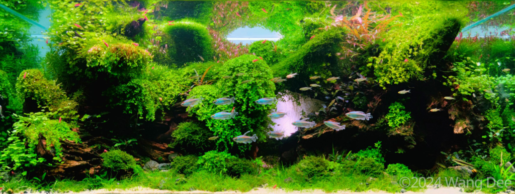 Natural Mess - Aqua Plants Hub