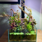Anyways, I Love You - Aqua Plants Hub