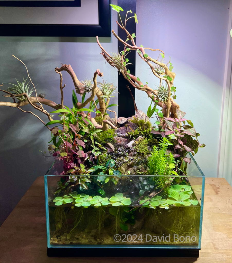 Anyways, I Love You - Aqua Plants Hub
