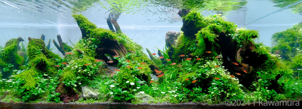 Spires - Aqua Plants Hub