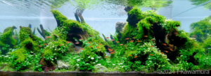 Spires - Aqua Plants Hub