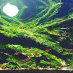 Rimba - Rimba (AGA 2024 #112) - Aqua Plants Hub