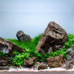 Rocky Shore - Aqua Plants Hub