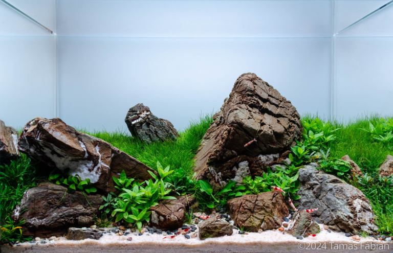 Rocky Shore
