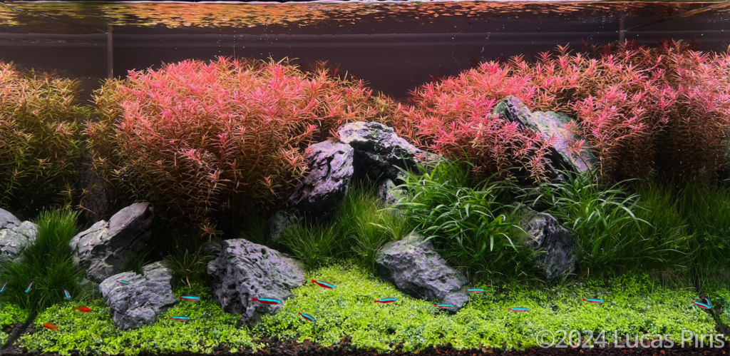 Rotala Garden - Aqua Plants Hub