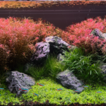 Rotala Garden - Aqua Plants Hub