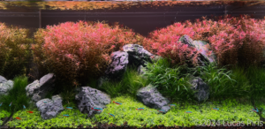Rotala Garden - Aqua Plants Hub