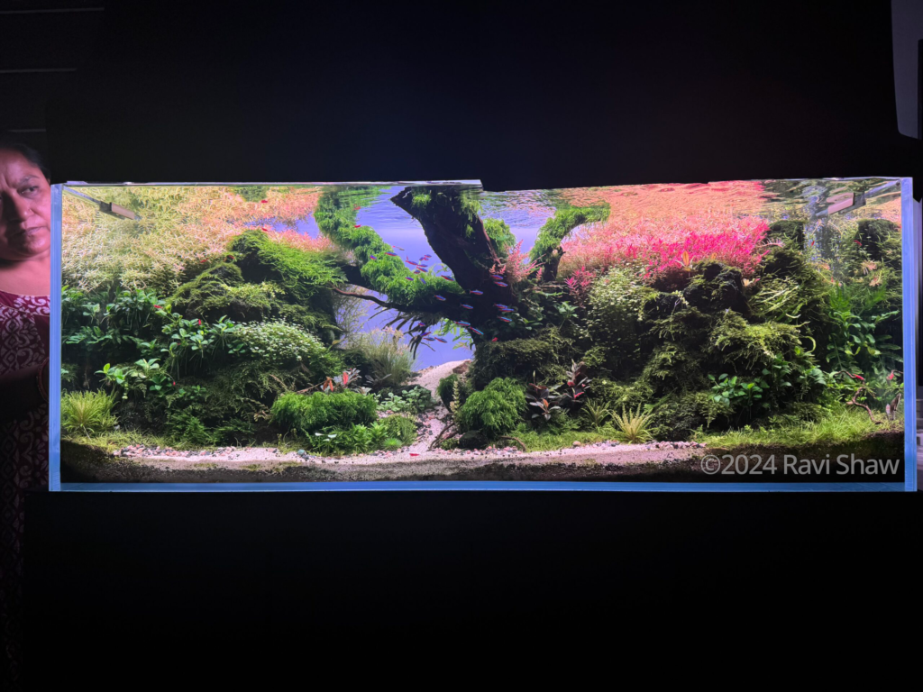 Cardinal canvas - Cardinal canvas (AGA 2024 #116) - Aqua Plants Hub