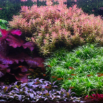 Lush Haven - Lush Haven (AGA 2024 #12) - Aqua Plants Hub
