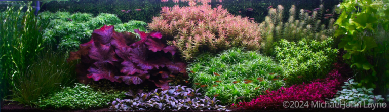 Lush Haven (AGA 2024 #12)