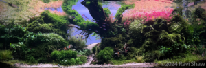 Cardinal canvas - Cardinal canvas (AGA 2024 #120) - Aqua Plants Hub