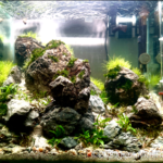 The fallen valley - Aqua Plants Hub