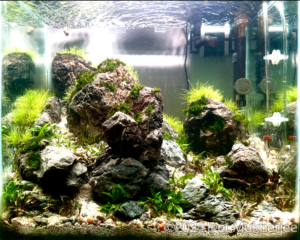 The fallen valley - Aqua Plants Hub