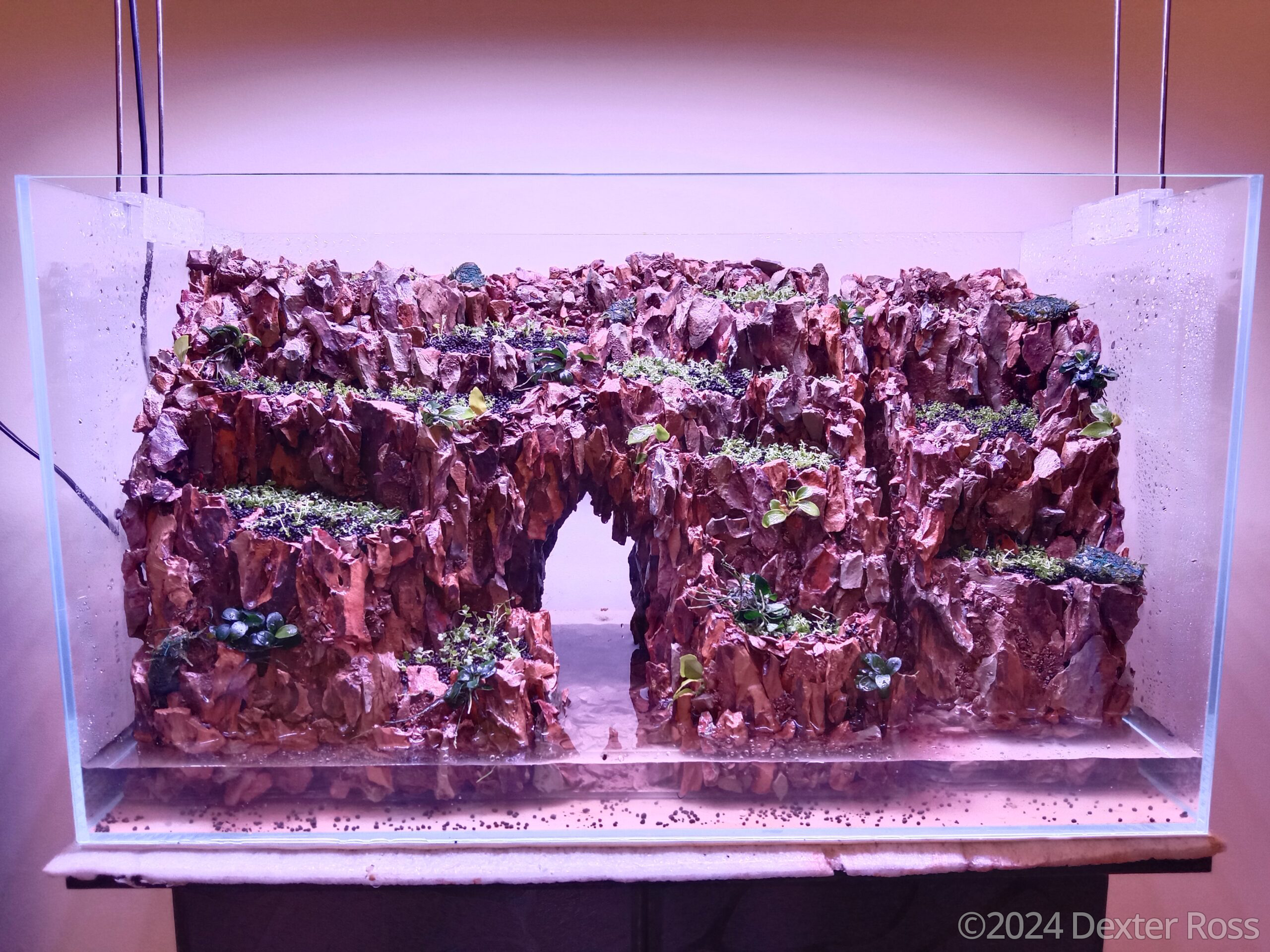 Dragons Den - Aqua Plants Hub