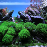 Whispering Hills - Aqua Plants Hub