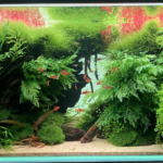 Layout 128 - Aqua Plants Hub