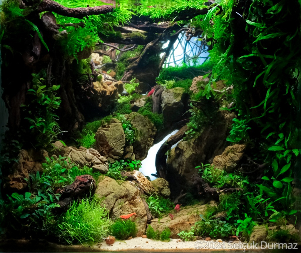 129 Selcuk DURMAZ - Shrimp Nest - Aqua Plants Hub