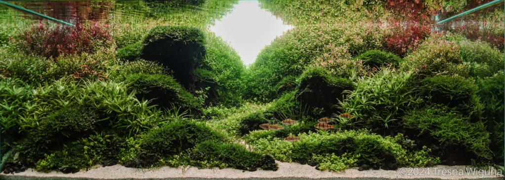 Caldera - Aqua Plants Hub