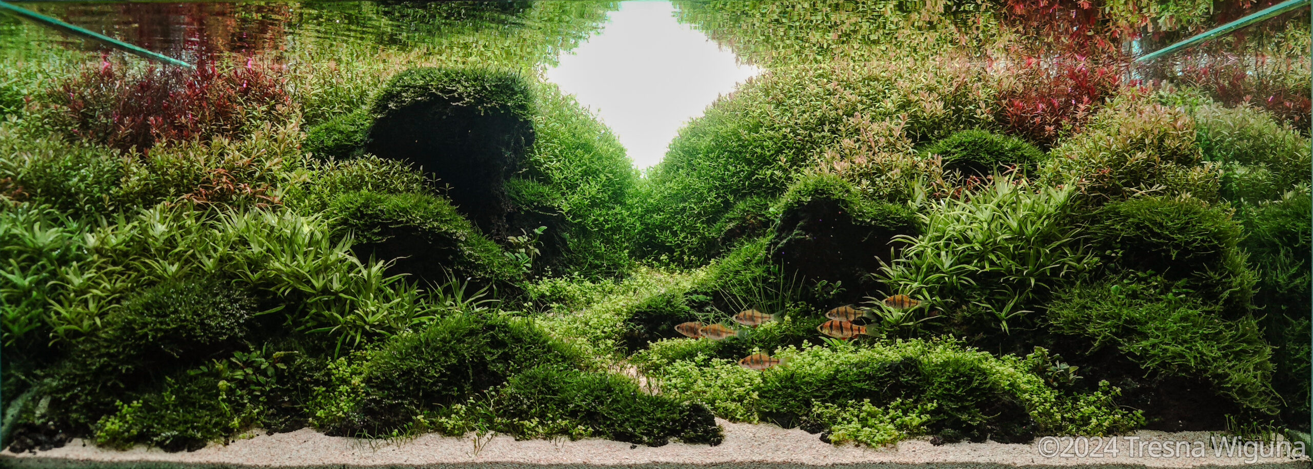 Caldera - Aqua Plants Hub