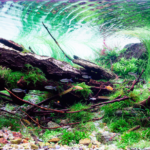 Flowing Stream - Aqua Plants Hub