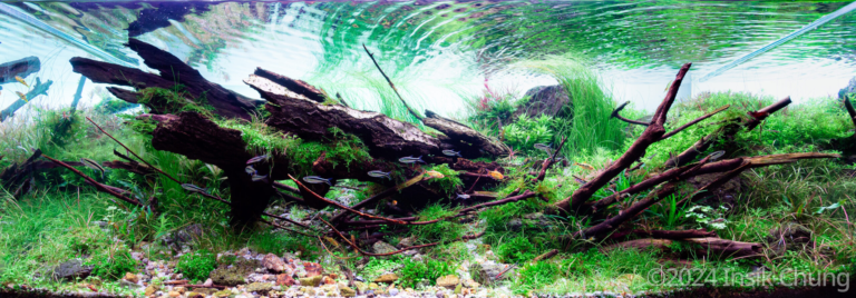 Flowing Stream