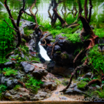 Flooded forest - Aqua Plants Hub