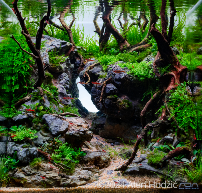Flooded forest