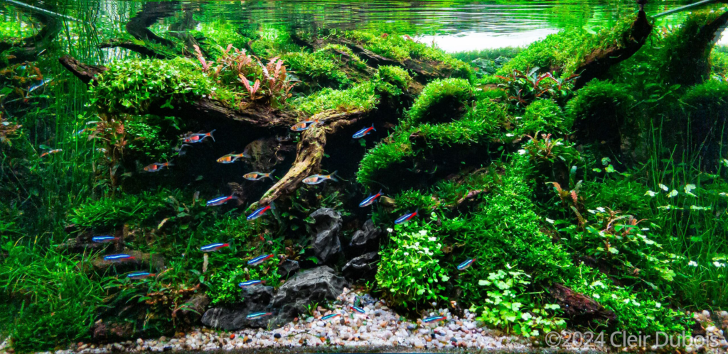 Rio Minho - Rio Minho (AGA 2024 #133) - Aqua Plants Hub