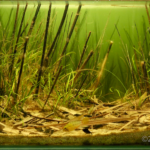 Floodplain Pond, Rio Tomo, Vichada, Colombia - Aqua Plants Hub