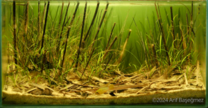 Floodplain Pond, Rio Tomo, Vichada, Colombia - Aqua Plants Hub